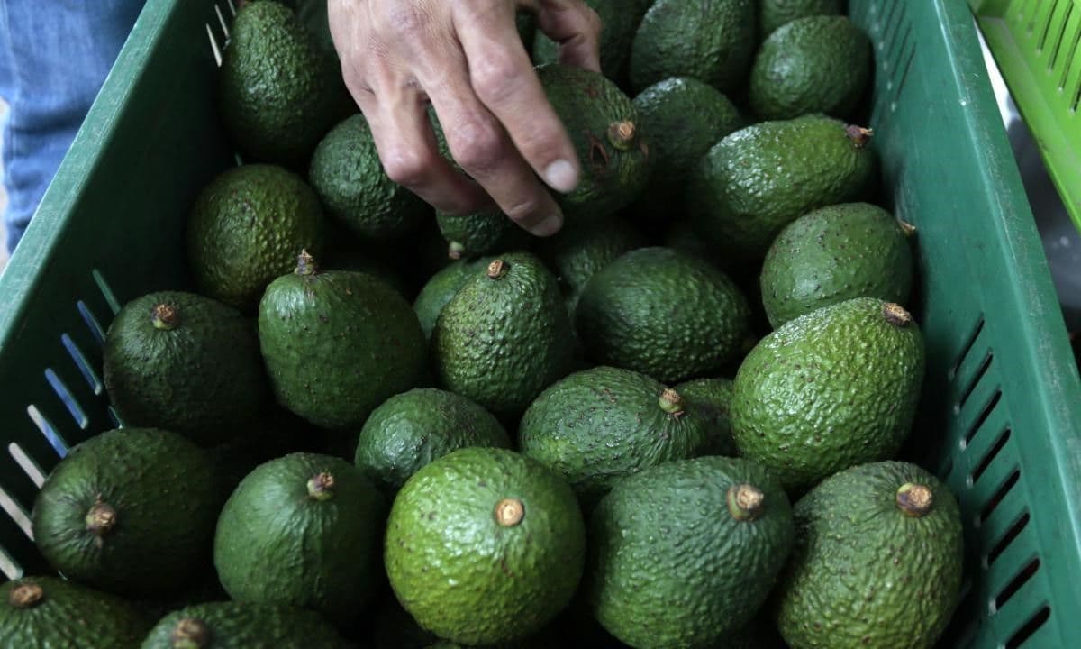 Person picking an avocado from a pile of avocados