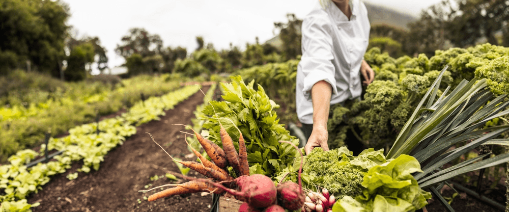 Person harvesting beetroot and carrots in a green vegetable farm